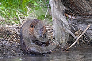 North American Beaver Cleaning Itself