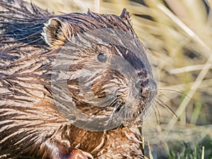 North American Beaver photo