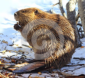 North American Beaver photo