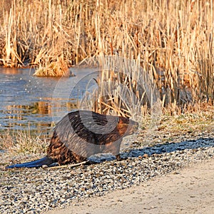 North American Beaver exits pond to walk across dirt road