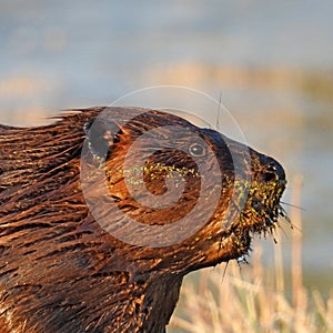 North American Beaver face wet after swimming across pond