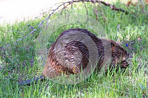 North American beaver feeding on your saplings
