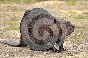 North American Beaver on ground