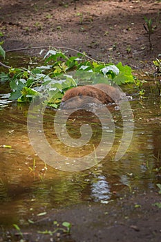 North American Beaver Kit Castor canadensis Enters Water