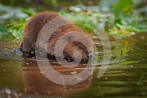 North American Beaver Kit Castor canadensis Reflected in Water