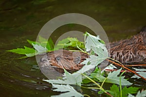 North American Beaver Kit Castor canadensis Swims Under Leaves