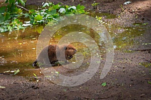 North American Beaver Kit Castor canadensis Walks Out of Water