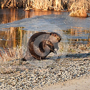 North American Beaver leaves the safety of pond water