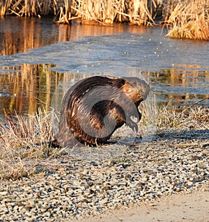 North American Beaver in natural habitat