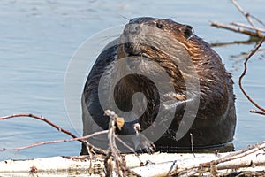North American Beaver - Castor canadensis