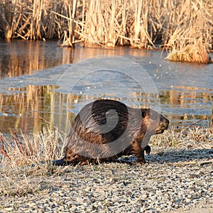 North American Beaver swamp wetland habitat