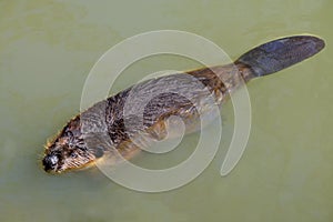 North American Beaver swimming