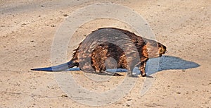 North American Beaver walking across dirt road