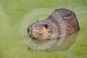 North American Beaver in water