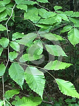 North American Beech Tree Leaves - Fagus grandifolia