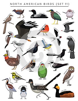 North American Birds Set Cartoon Vector Character 11