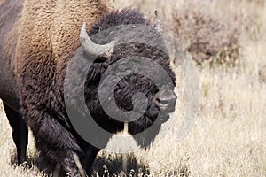 North American Bison