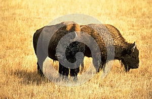 North American Bison