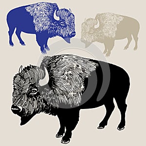 North American Bison or Buffalo