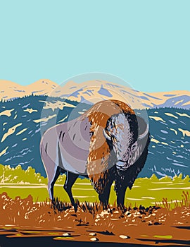 North American Bison Roaming in the Prairie of Yellowstone National Park Wyoming WPA Poster Art photo