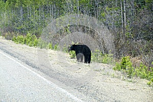North American Black Bear #1