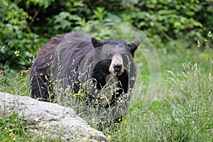 Sever americký čierny medveď sever 