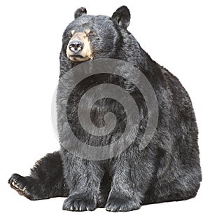 North American Black Bear Sit, Sleeping Isolated