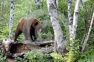 Bear walking on log in forest