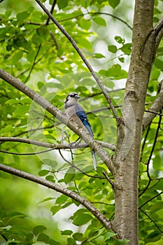 North American Blue Jay