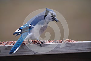 North American Blue Jay