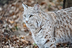 North American Bobcat in Woodlands