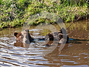 North American brown bear bathing.