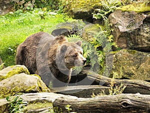 North American Brown Bear, Grizzly Bear