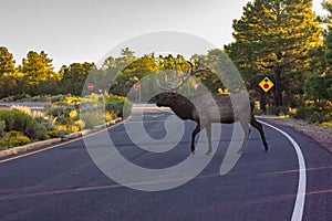 North American Bull Elk crossing the road at Grand Canyon National Park, Arizona, USA