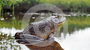 North american bull frog