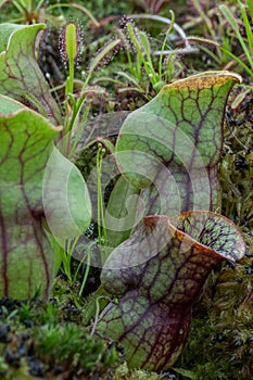 North-American carnivorous pitcher plant Sarracenia in a bog