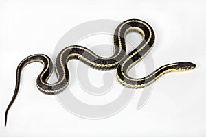 North American common Garter snake