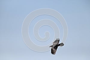 North American Common Raven, Corvus corax principalis in flight, 11.