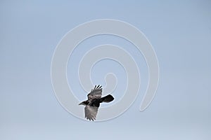 North American Common Raven, Corvus corax principalis in flight, 12.