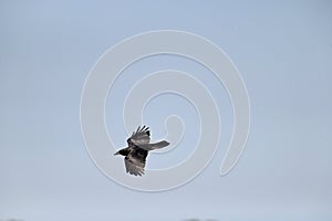 North American Common Raven, Corvus corax principalis in flight, 13.