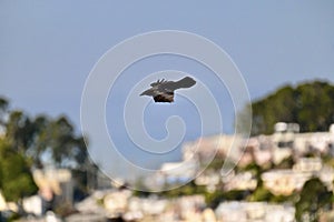 North American Common Raven, Corvus corax principalis in flight, 2.