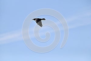 North American Common Raven, Corvus corax principalis in flight, 3.