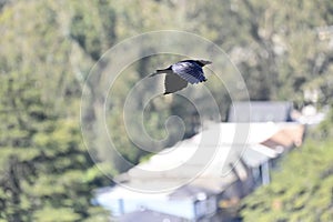 North American Common Raven, Corvus corax principalis in flight, 7.