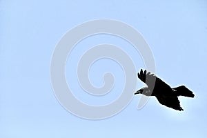 North American Common Raven, Corvus corax principalis in flight, 9.