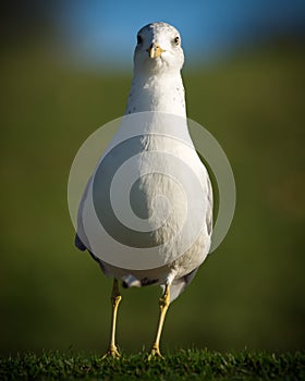 North American Common Seagull