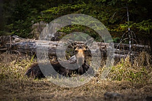 North American Cow Moose Resting