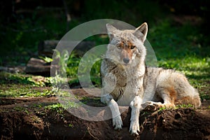 North American Coyote (Canis latrans) photo