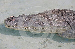 North American Crocodile in the shallows