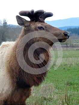 North American Elk