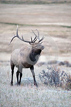 North American elk